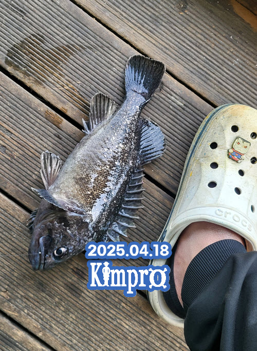 0418 태안 안면도좌대 우럭낚시 조황 안내