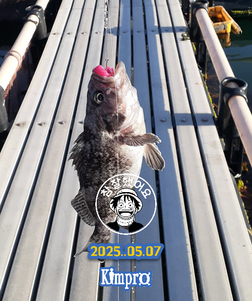 0507 좌대 쭈꾸미, 우럭, 전어, 숭어 등 조황 안내