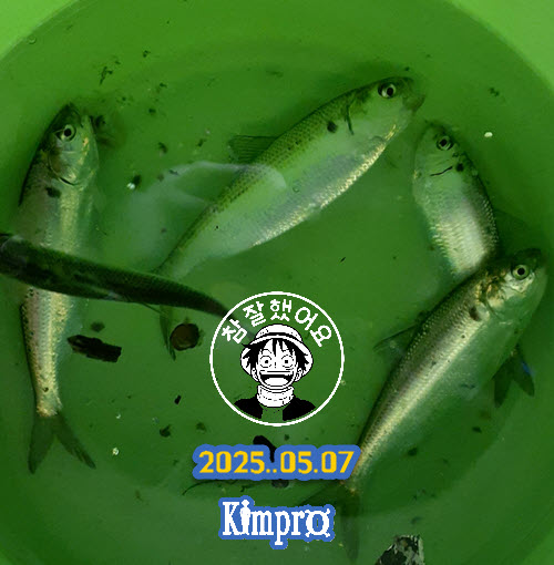 0507 좌대 쭈꾸미, 우럭, 전어, 숭어 등 조황 안내