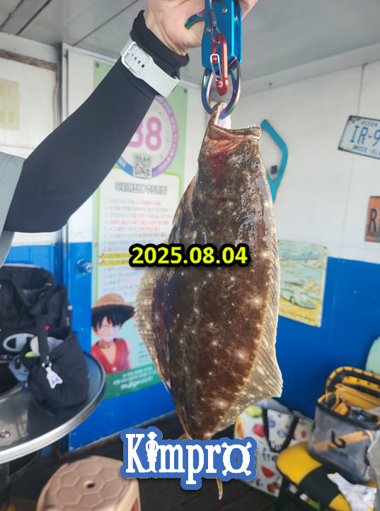 0804 조황안내 - 어름돔, 광어, 백조기 등
