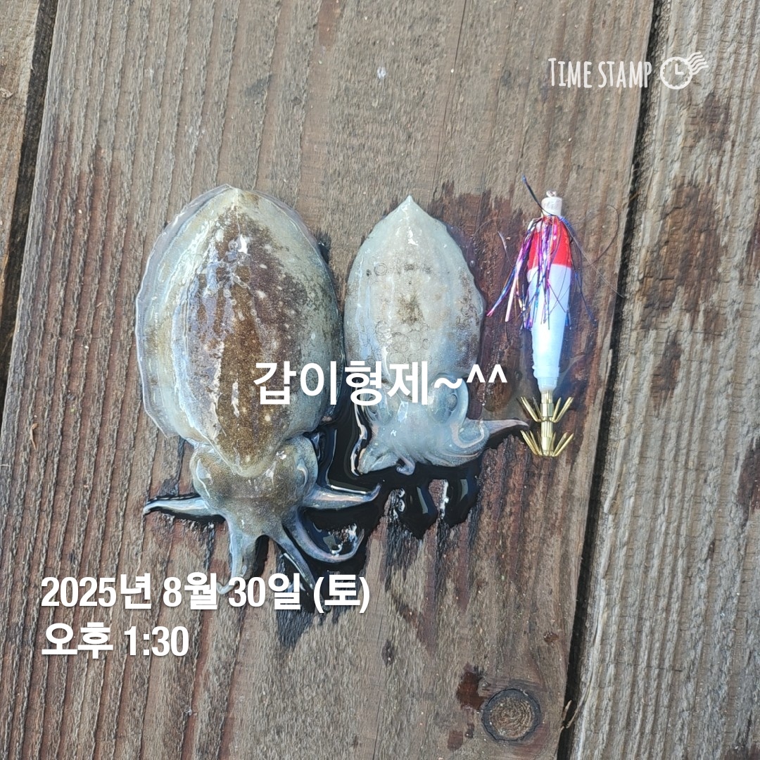 실시간 갑오징어 안면도 좌대낚시