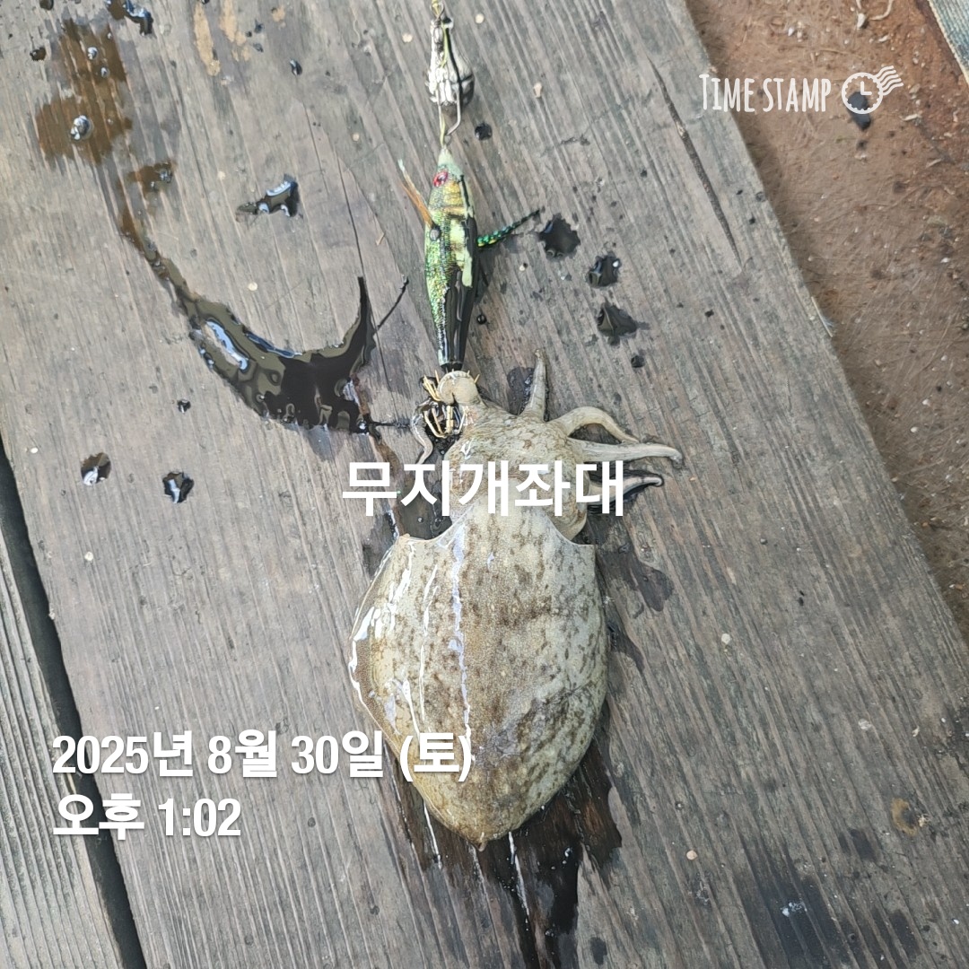 실시간 갑오징어 안면도 좌대낚시