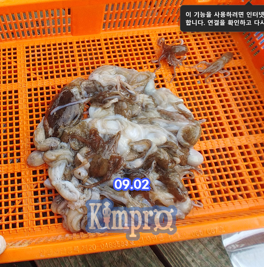 0902 안면도 무지개좌대 쭈꾸미 갑오징어 조황안내