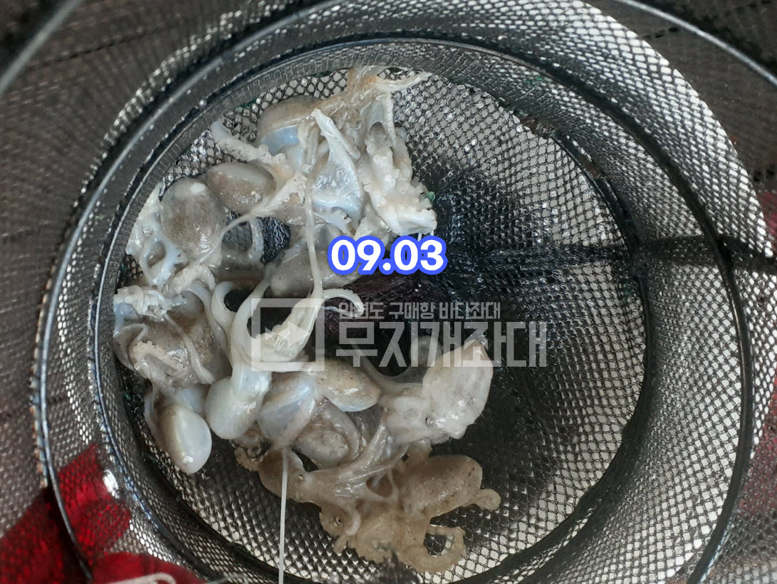 0903 태안좌대 쭈꾸미, 풀치, 꼴뚜기(호래기) 조황 및 낚시 방법 안내