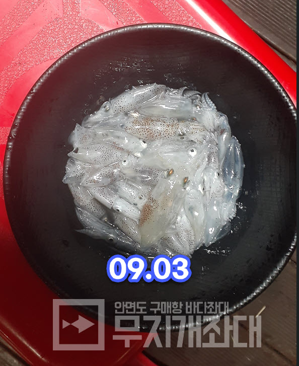 0903 태안좌대 쭈꾸미, 풀치, 꼴뚜기(호래기) 조황 및 낚시 방법 안내