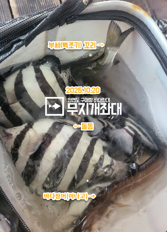 안면도좌대 돌돔좌대 되는 겁니꽈~