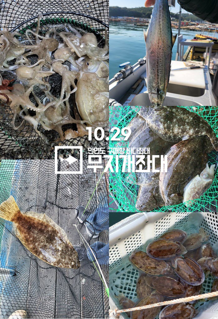 안면도무지개좌대_갑오징어조황_1029.jpg 생새우 외수질 광어 갑오징어 조황 안내