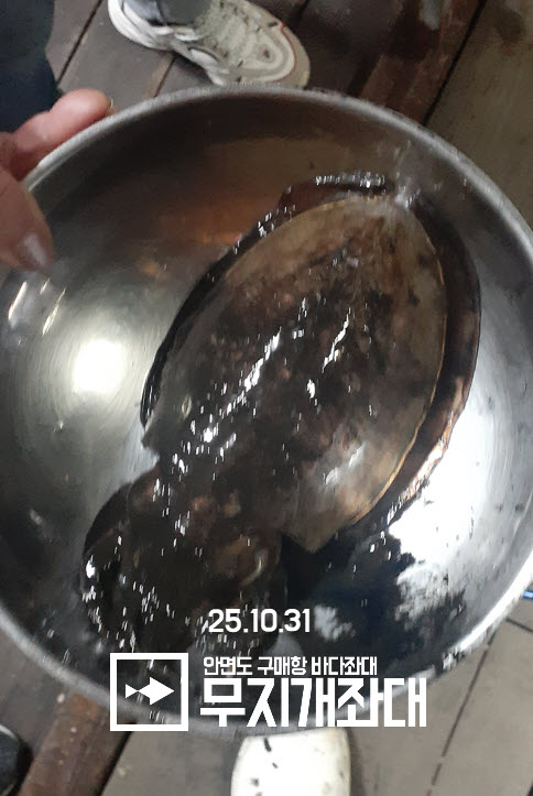 안면도좌대 갑오징어 생새우외수질 2025-11-02_14-03-01.jpg 서해좌대 야간낚시 생새우외수질 조황 안내