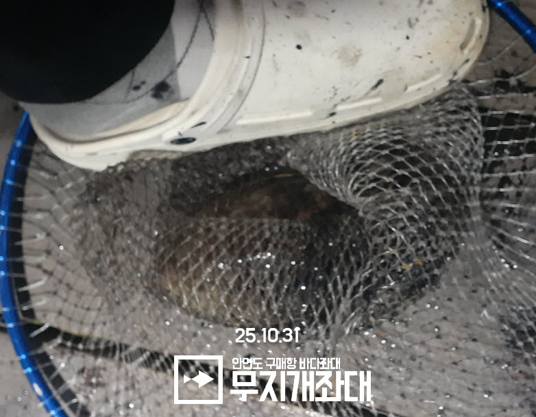 안면도좌대 갑오징어 생새우외수질 2025-11-02_14-03-03.jpg 서해좌대 야간낚시 생새우외수질 조황 안내