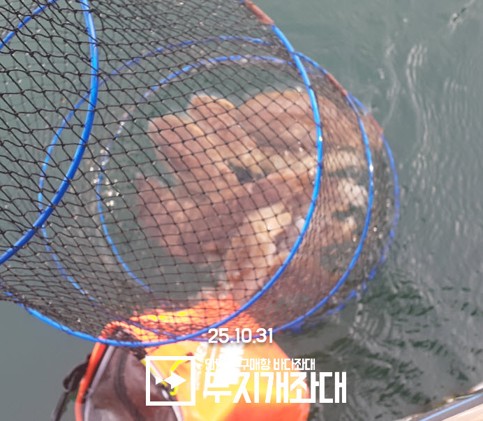 안면도좌대 갑오징어 생새우외수질 2025-11-02_14-03-02.jpg 서해좌대 야간낚시 생새우외수질 조황 안내