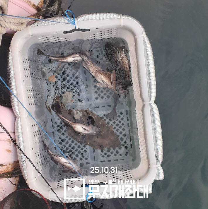 안면도좌대 갑오징어 생새우외수질 2025-11-02_14-03-04.jpg 서해좌대 야간낚시 생새우외수질 조황 안내