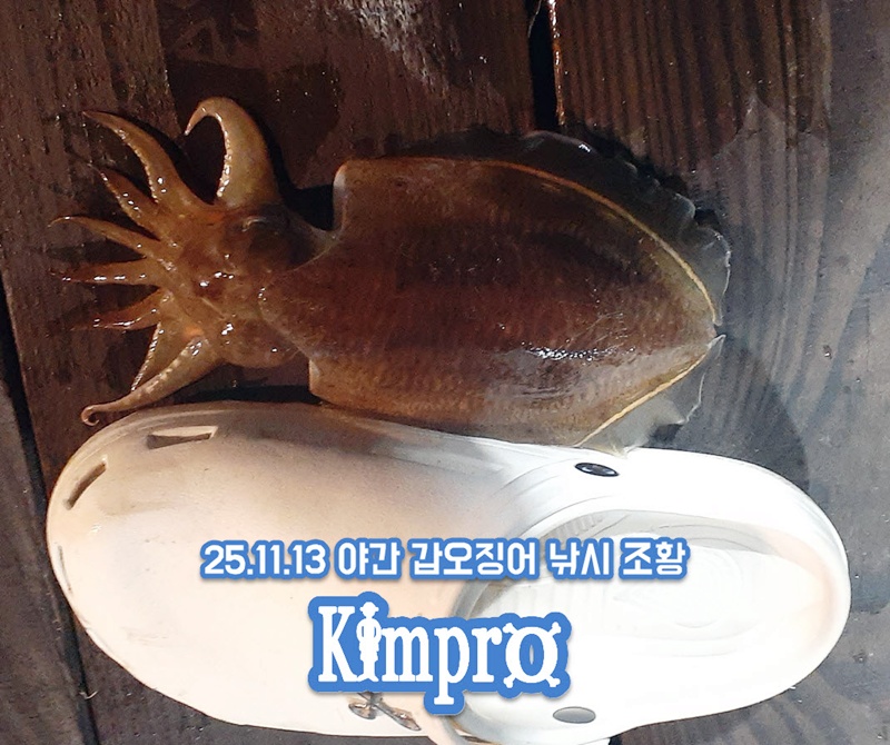 2025-11-13_17-48-27_야간좌대 갑오징어 조황.jpg 갑오징어 생새우외수질 서두르세요 새우가 부족해