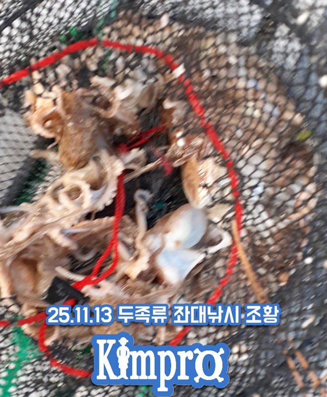 2025-11-13_17-48-02_태안좌대낚시 쭈꾸미낚시.jpg 갑오징어 생새우외수질 서두르세요 새우가 부족해
