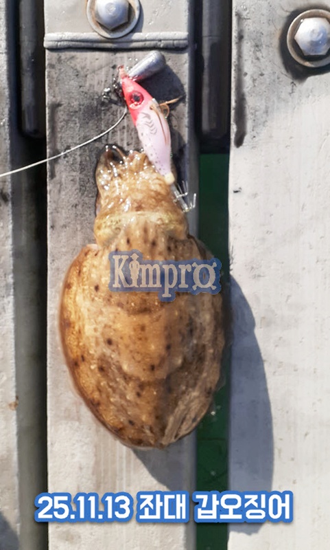 2025-11-13_17-47-49_안면도좌대 갑오징어.jpg 갑오징어 생새우외수질 서두르세요 새우가 부족해